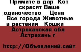 Примите в дар. Кот скрасит Ваше одиночество. › Цена ­ 0 - Все города Животные и растения » Кошки   . Астраханская обл.,Астрахань г.